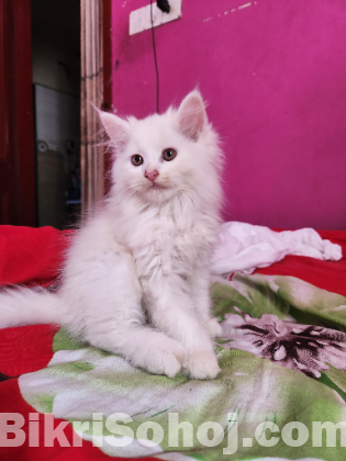 অরিজিনাল পার্সিয়ান বিড়াল মা সহ বাচ্চা